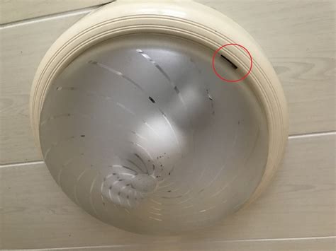 浴室圓形燈罩怎麼拆
